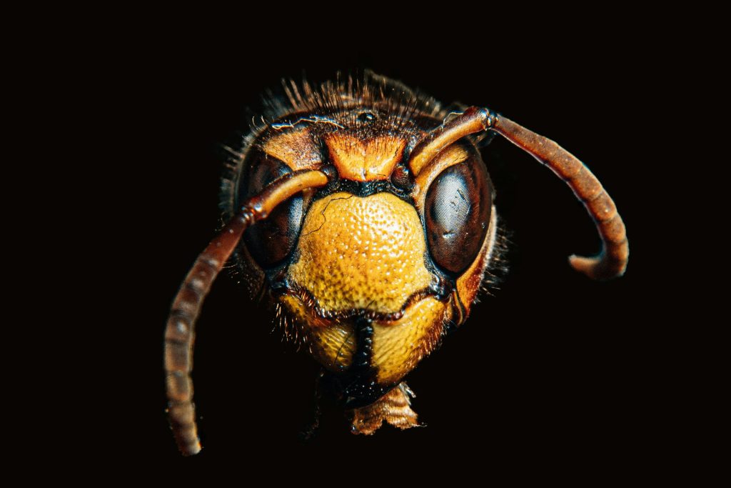 hornet removal near me