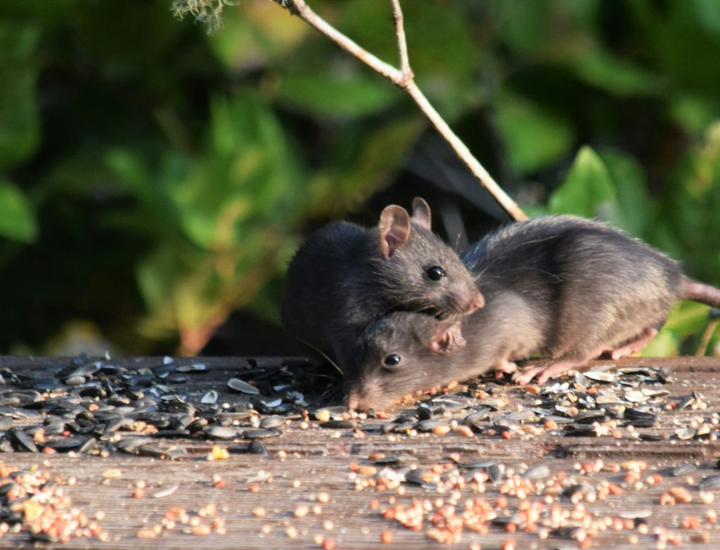 pest control near me
