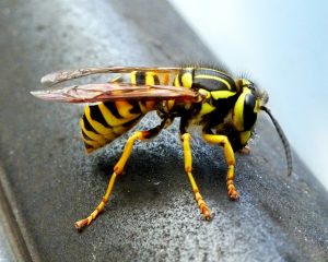 pest control services in Langley