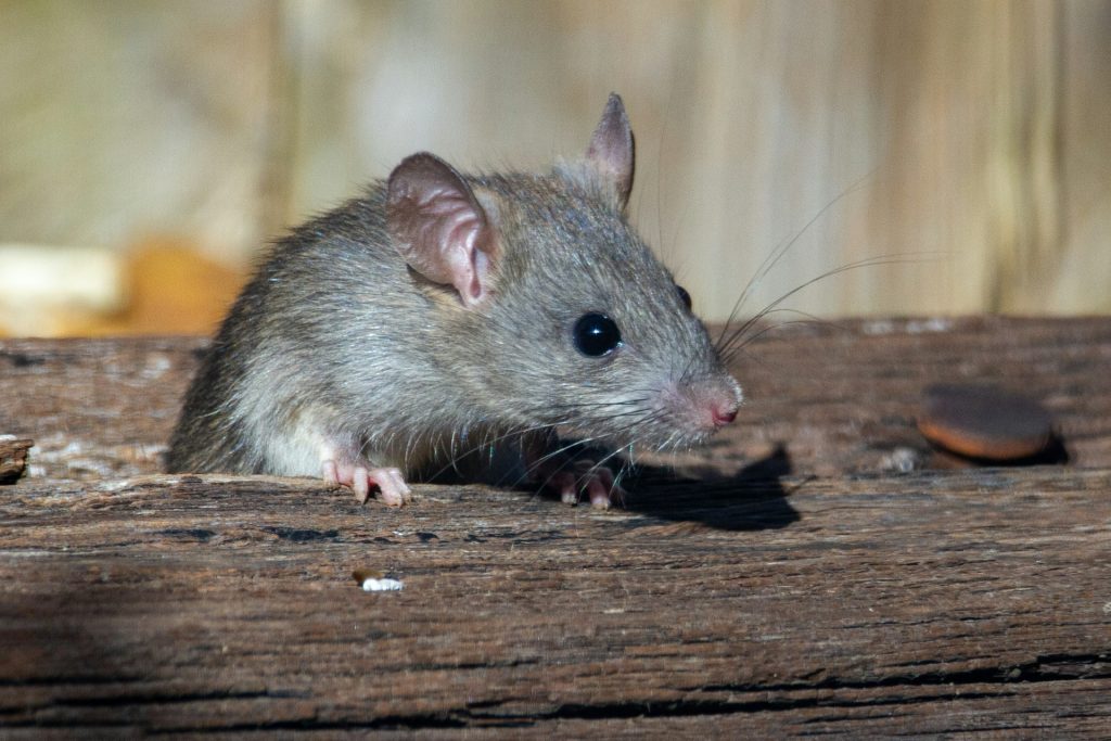 rat control services in Langley