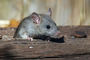 rat control services in Langley