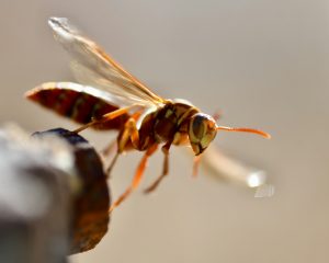 wasp removal near me