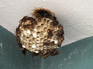wasp removal Langley