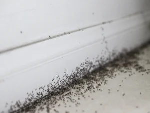 ant and mouse infestations