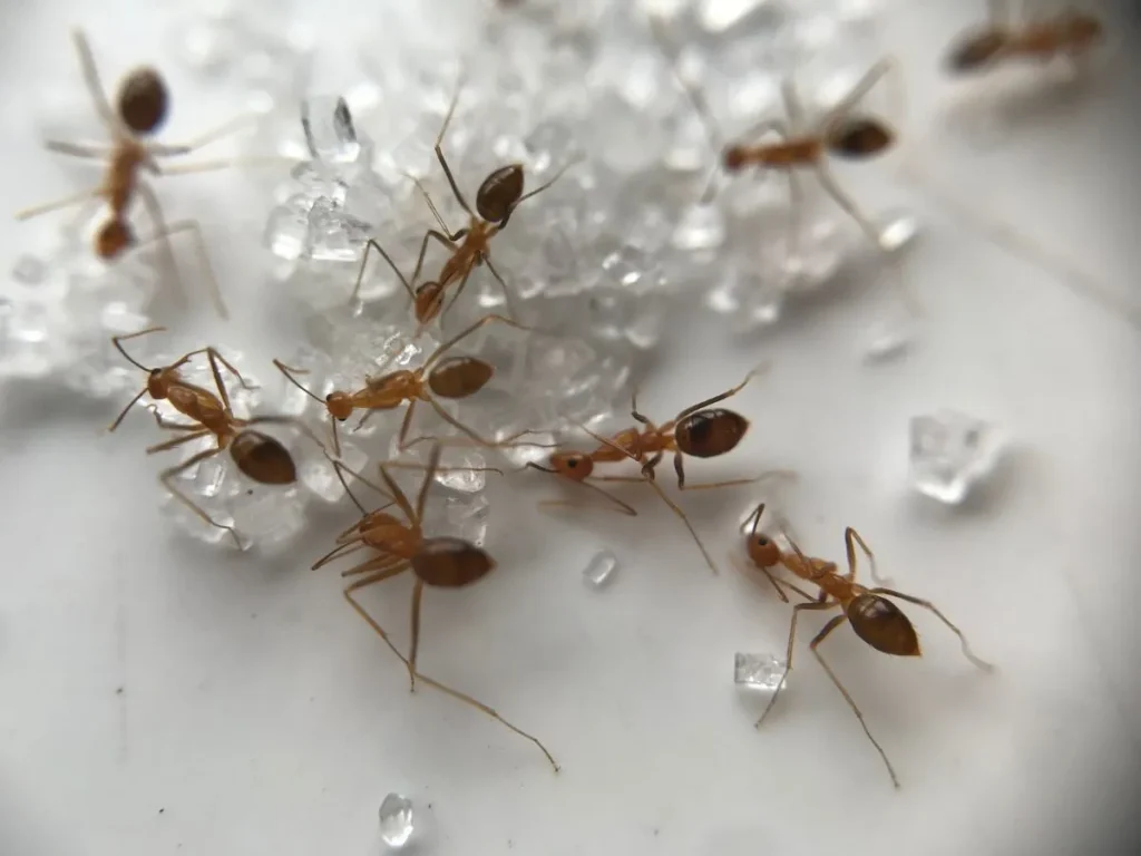 ant infestations in Langley