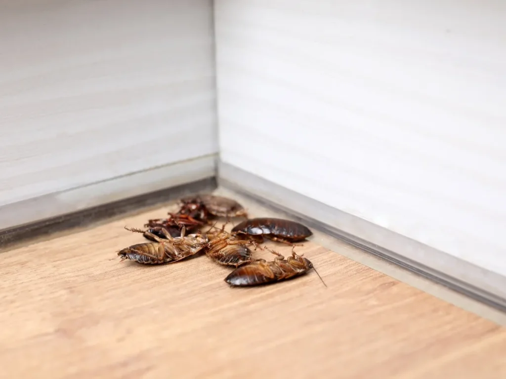 cockroaches in Langley City