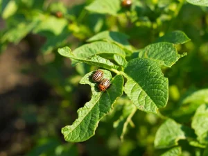common pest problems in Langley homes