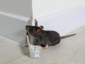 rodent control in Walnut Grove