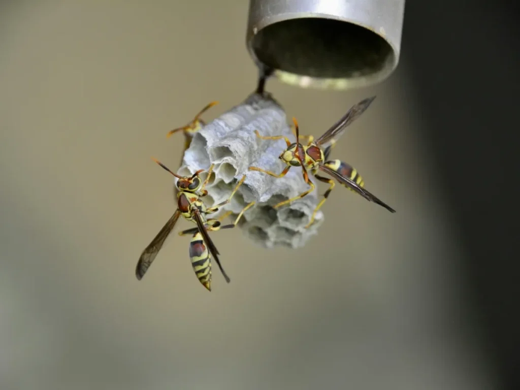 rodents and wasps