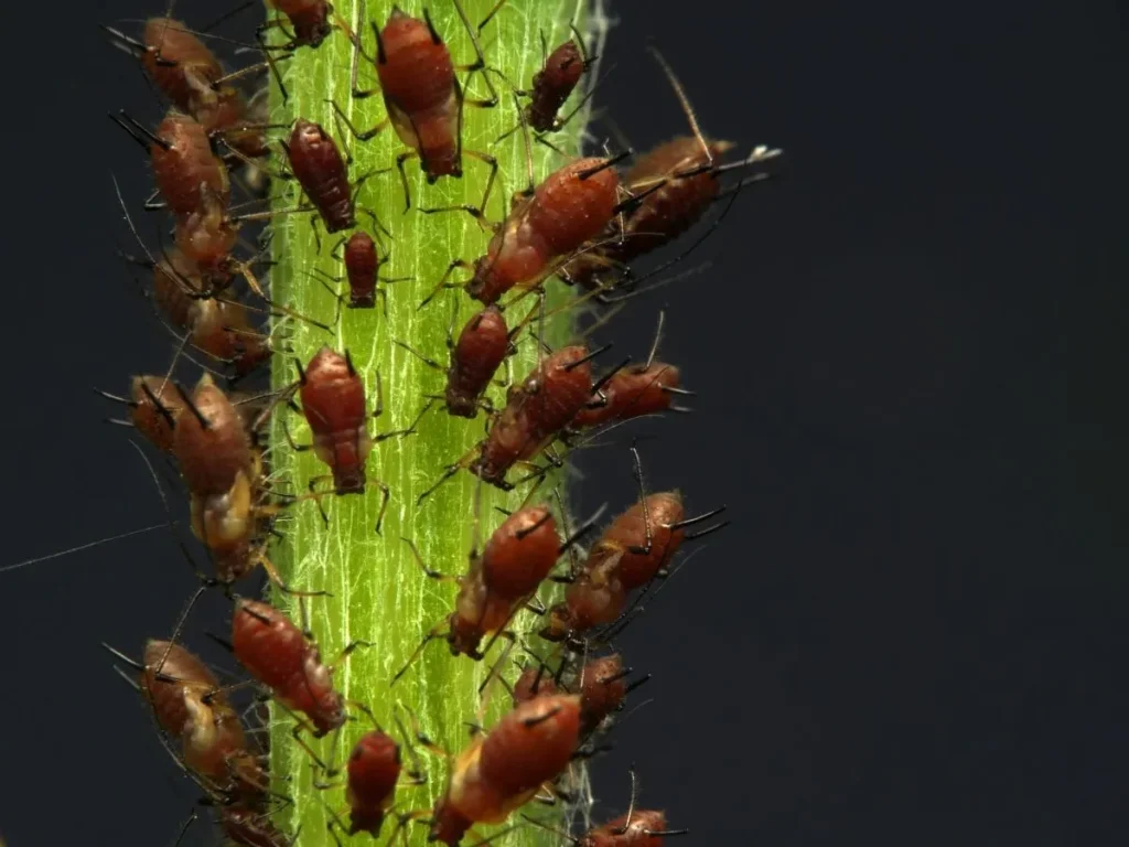seasonal pest control guide