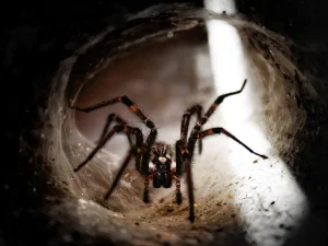 wasps and spiders in Murrayville