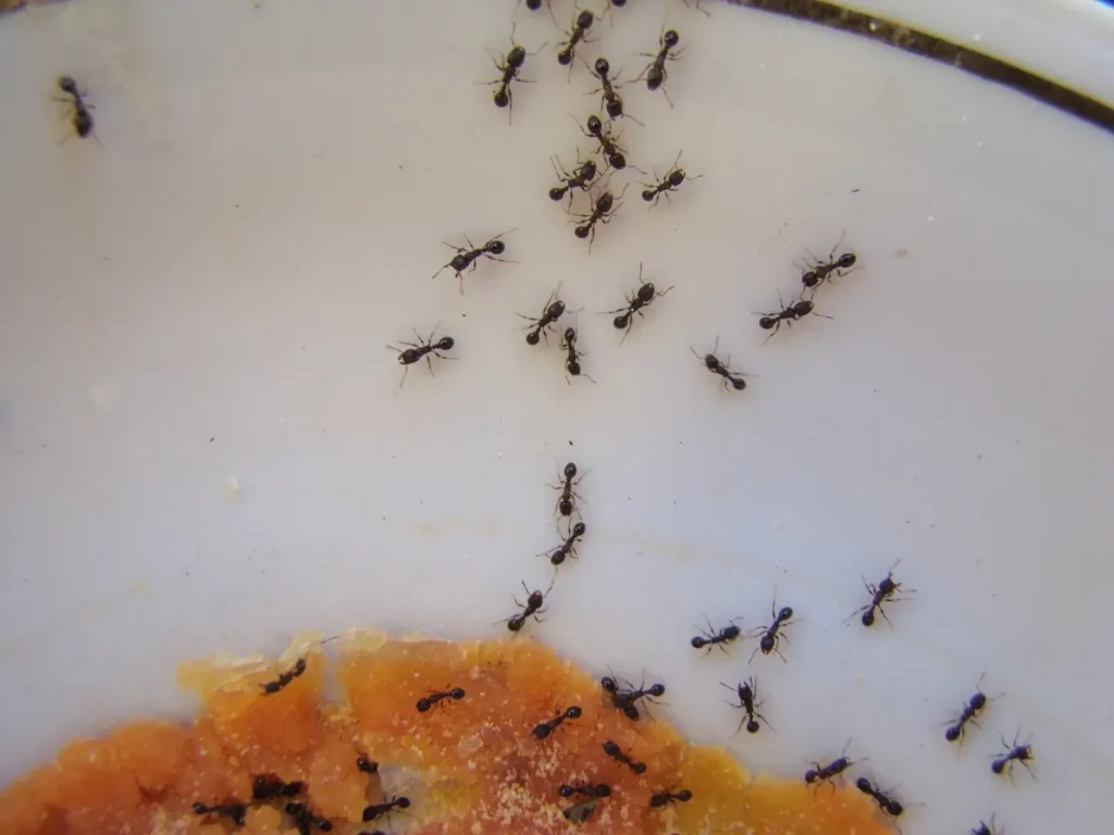 ant control langley