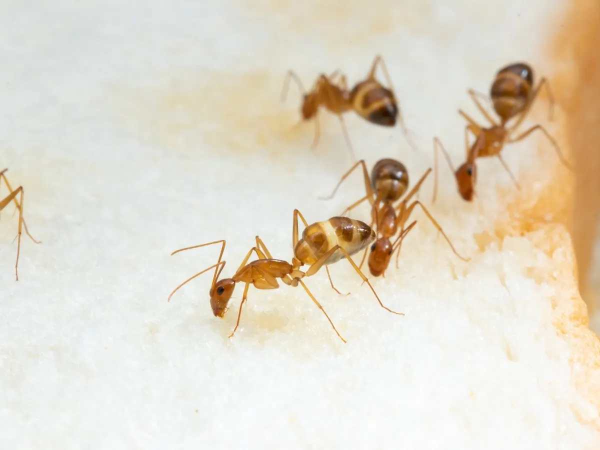 ant control Surrey
