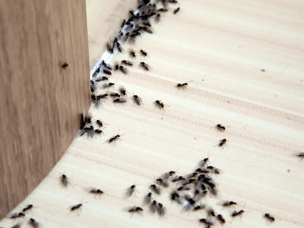 ant control surrey