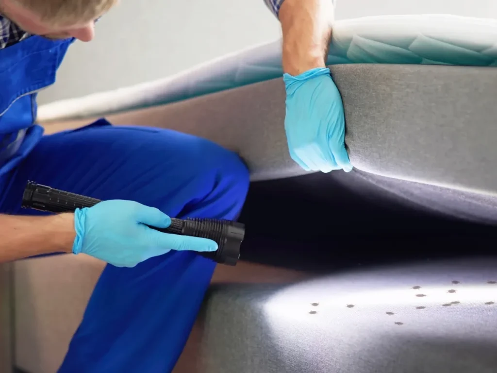 bed bug control Langley