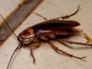 cockroach control Langley