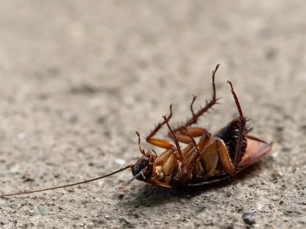 cockroach control surrey