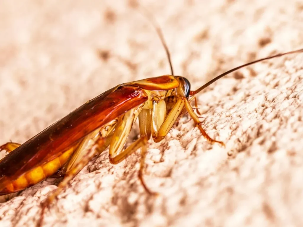 cockroach control Surrey