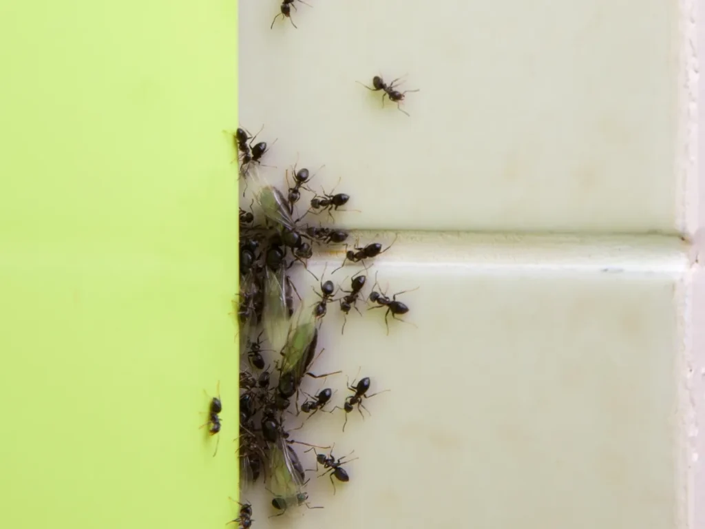 exterminators near me