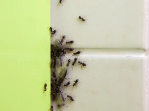 exterminators near me