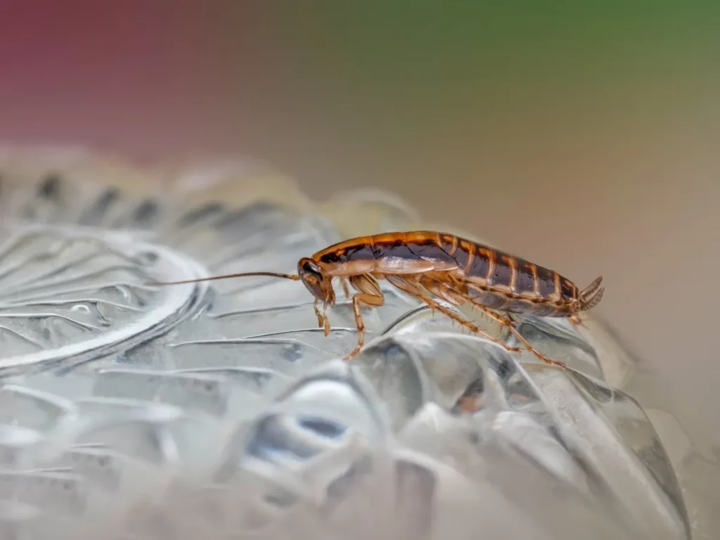 exterminators burnaby