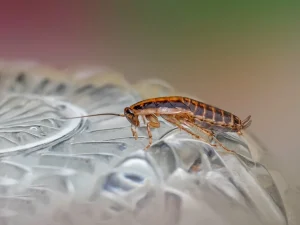 exterminators burnaby