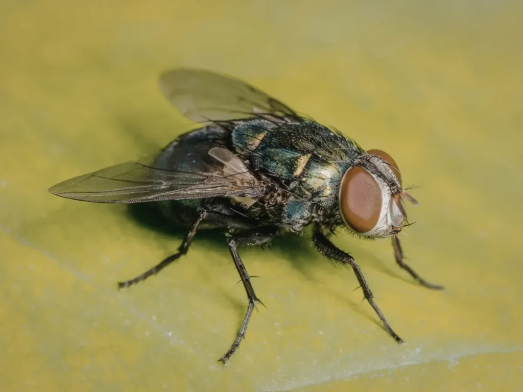fly control langley