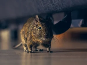 rodent control Langley