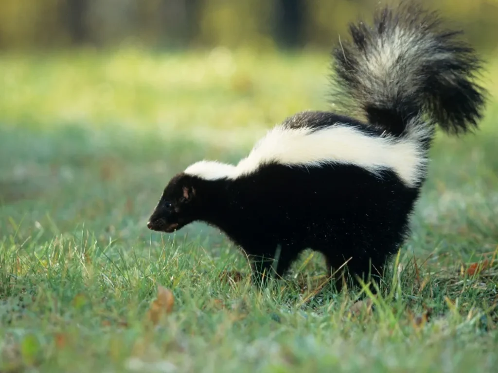 langley skunk removal