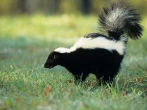langley skunk removal