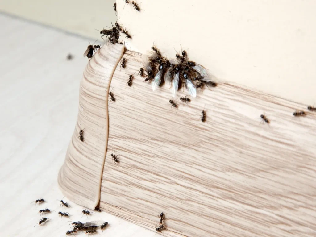 pest control in Surrey for ant problems
