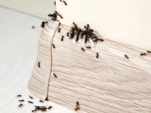 pest control in Surrey for ant problems