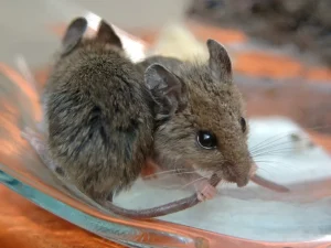 pest removal abbotsford