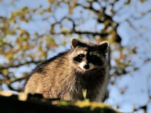 raccoon removal surrey bc