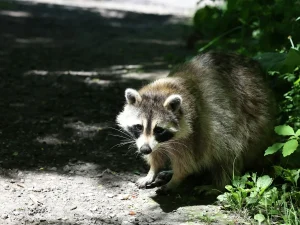 raccoon removal Surrey BC