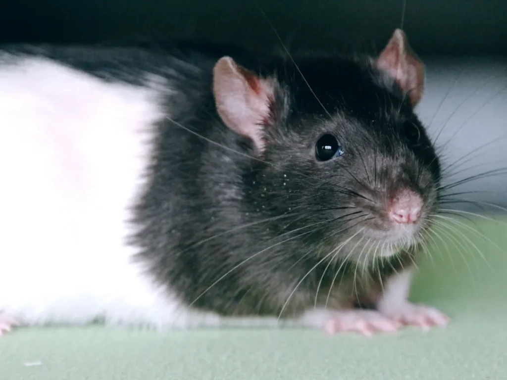 rodent control near me