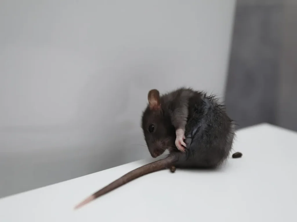 rodent removal langley