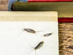 silverfish control langley