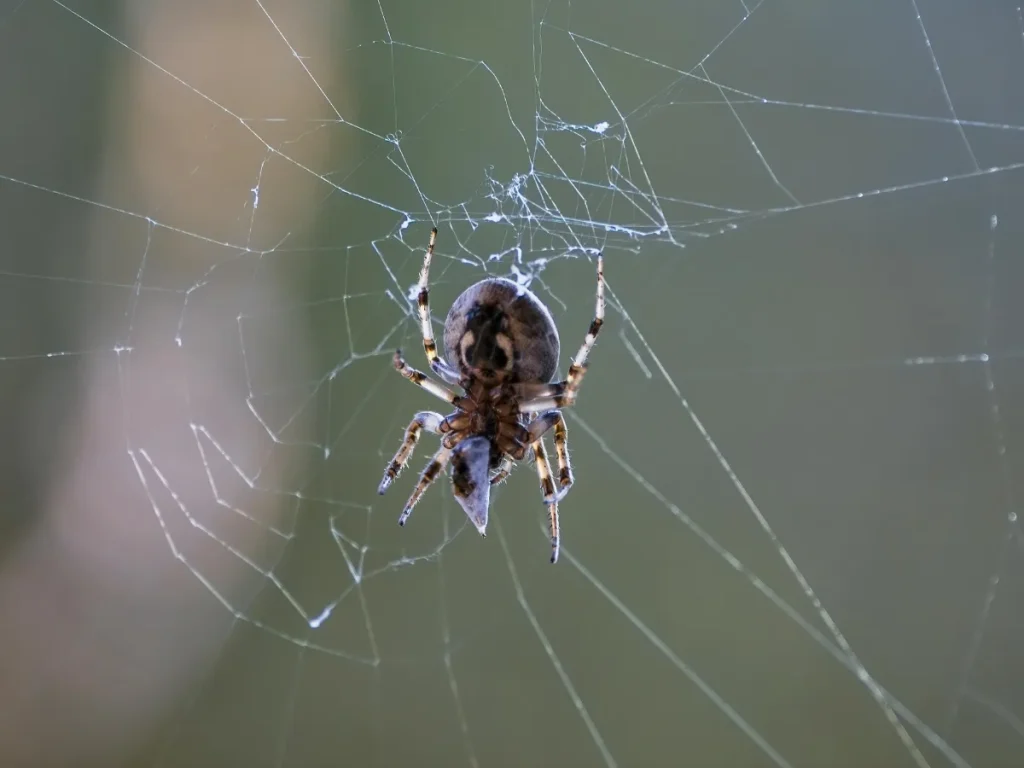 spider control abbotsford