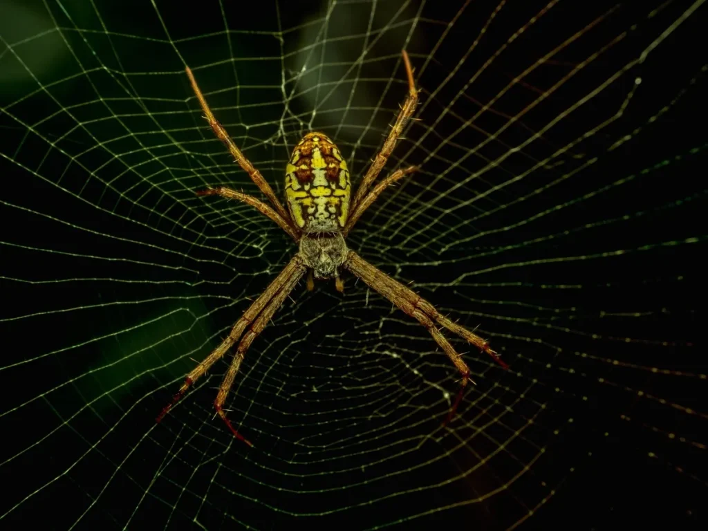 spider control langley