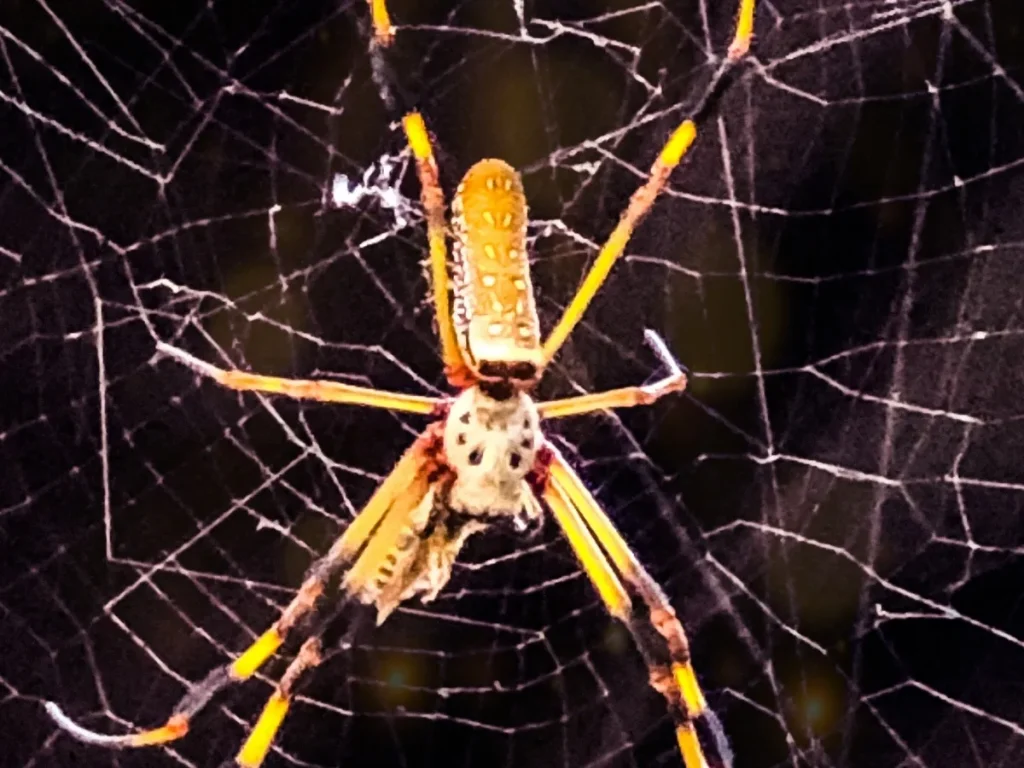 spider control surrey