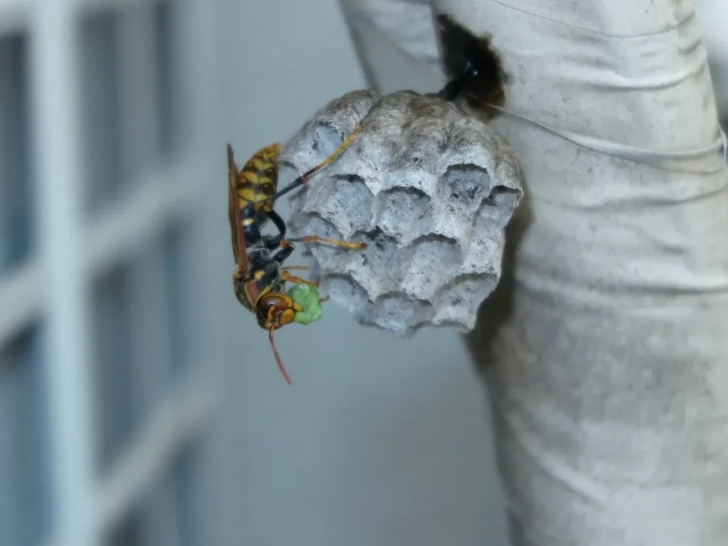 wasp control langley