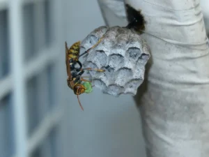 wasp control langley