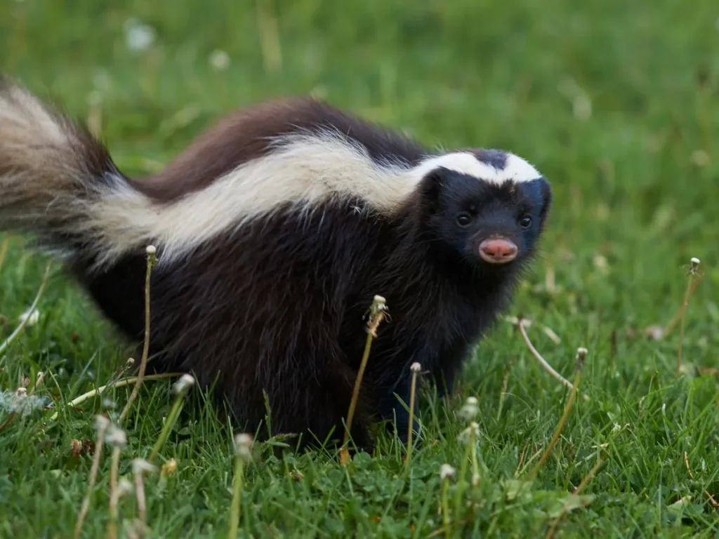 wildlife removal Langley