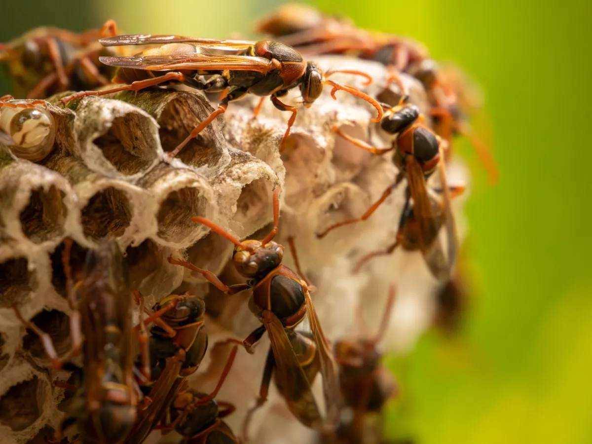 pest control Langley BC