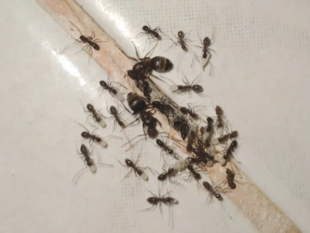 ant control Abbotsford