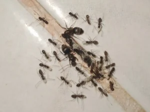 ant control Abbotsford