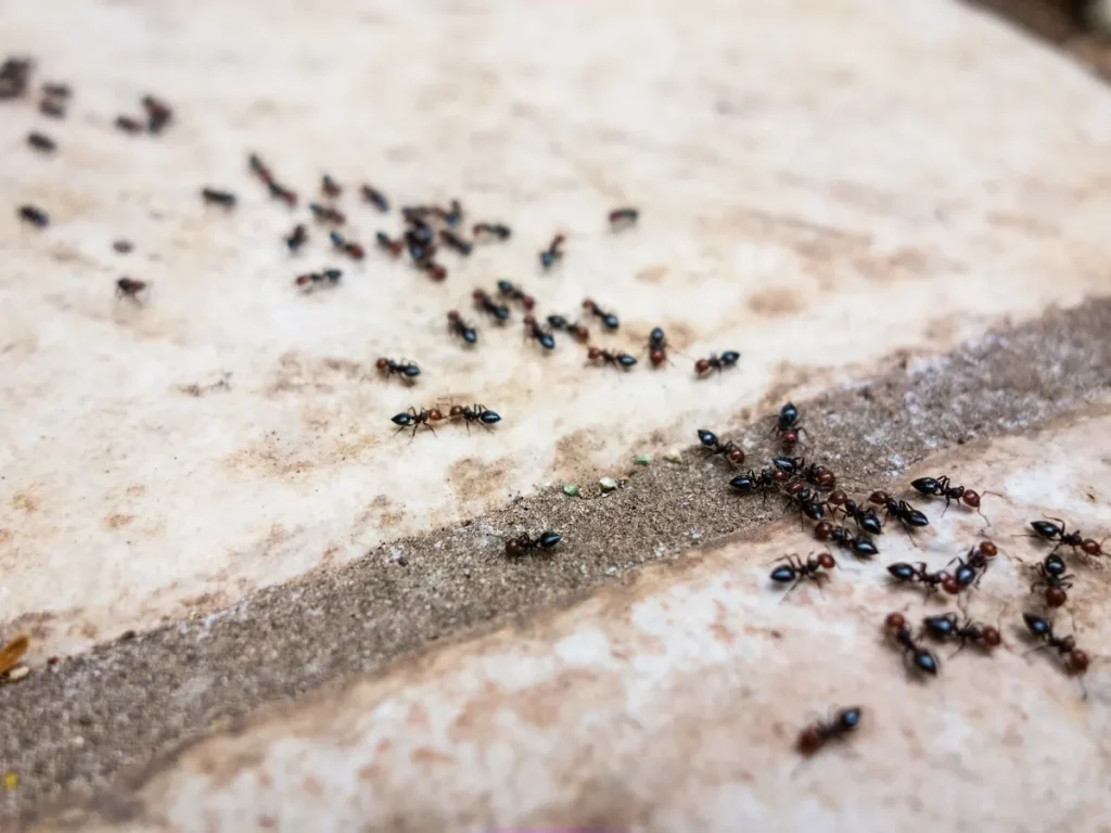 ant control Langley