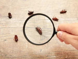 Chilliwack pest control services