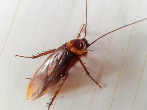 cockroach control Abbotsford